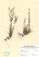 藏品(曲芒髮草)的圖片